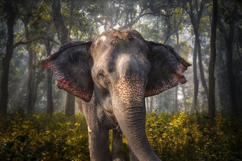 Asian Elephant in Chitwan National Park, Days Nepal Wildlife Photography Tour