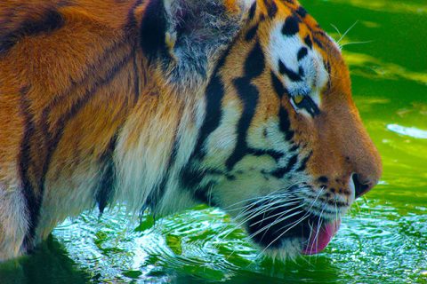 Bengal Tiger, Days Nepal Wildlife Photography Tour