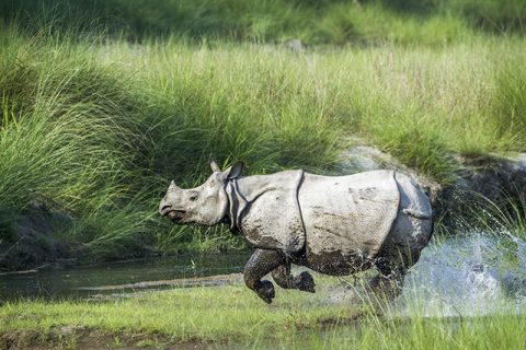 One Horned Rhino in Bardia National Park, Days Nepal Wildlife Photography Tour