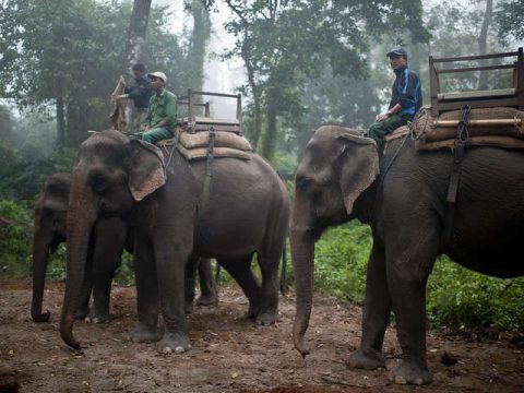 Elephant Safari in Chitwan National Park, Days Luxury Nepal Tour
