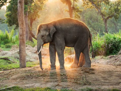 Elephant in Chitwan National Park, Days Kathmandu Pokhara Tour With Chitwan Safari