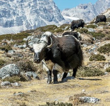 Herd Of Yaks Grazing Near Lobuche - Nepal, Ama Dablam