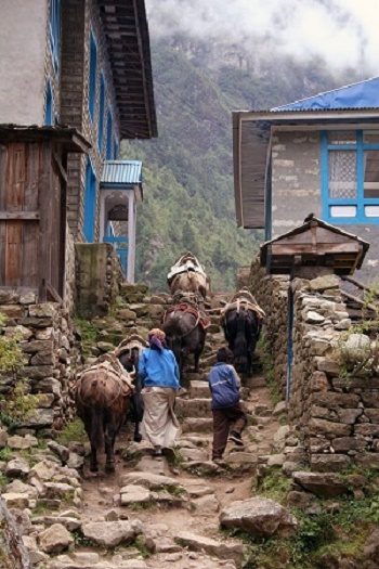 Himalayan Yak In Nepal, Ama Dablam