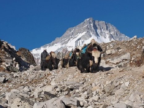 Yaks On Trail - Everest Base Camp - Nepal Himalayas, Ama Dablam