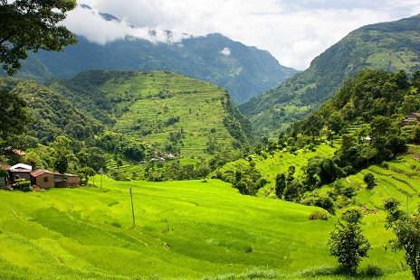 Rice Fields In Nepal, Annapurna Base Camp
