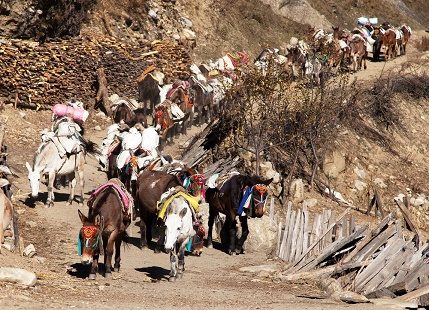 Caravan Of Mules - Annapurna Nepal, Annapurna Conservation Area
