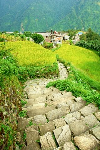 Annapurna Forest Landscape - Nepal, Annapurna I