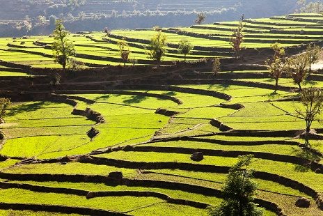 Rice Fields In Annapurna Nepal, Annapurna I