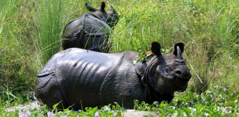 One Horn  Rhino Manish, Bagmati Pradesh