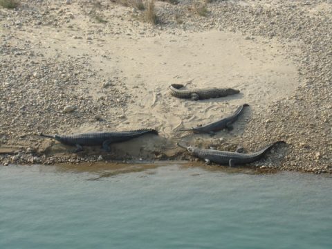 Gharial In  Karnali, Bardiya National Park