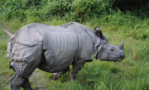 One Horned  Rhino, Bardiya National Park