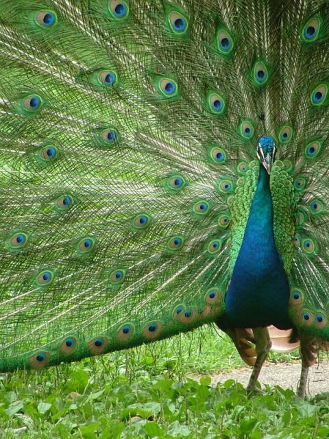 Peacock With Outspread Plumes, Bardiya National Park