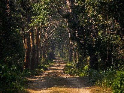 Trail Through Bardia National Park Forest Area - Nepal, Bardiya National Park