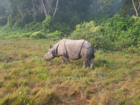 Rhino in Bardiya National Park, Bardiya National Park Safari Package
