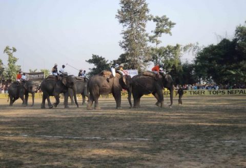Elephant polo World cup 2012 in Meghauli, Nepal, Chitwan District