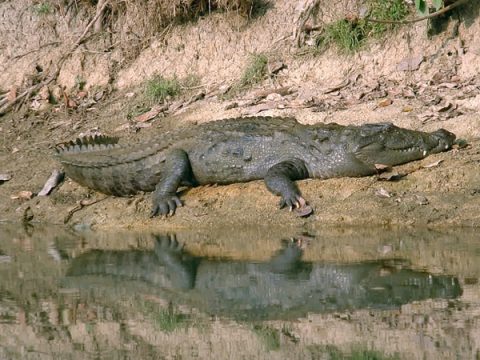 Basking Mugger Crocodile, Chitwan National Park