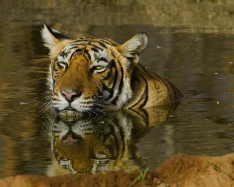 Bengal Tigress, Chitwan National Park