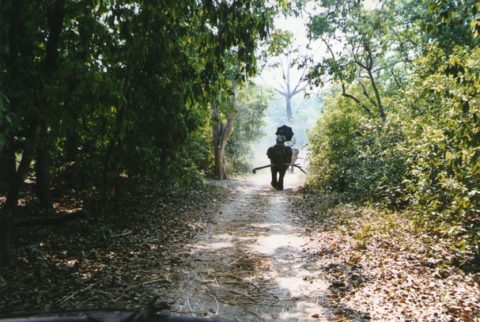 Elephant in Chitwan, Chitwan National Park