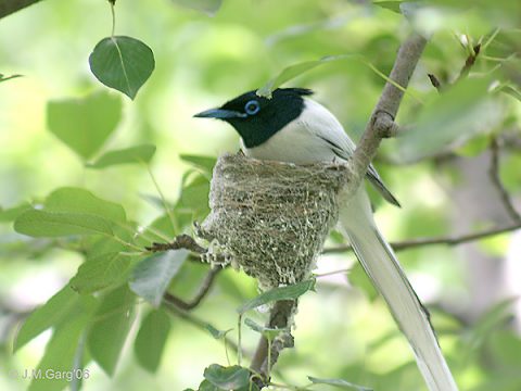 Male Paradise Flycatcher, Chitwan National Park