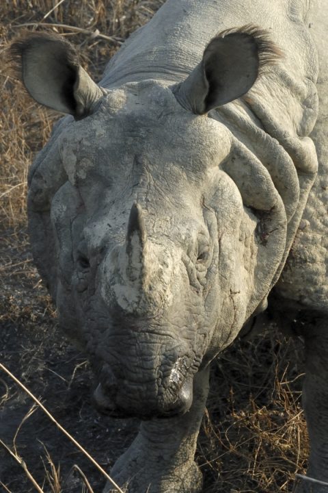 One Horned Rhinoceros, Chitwan National Park