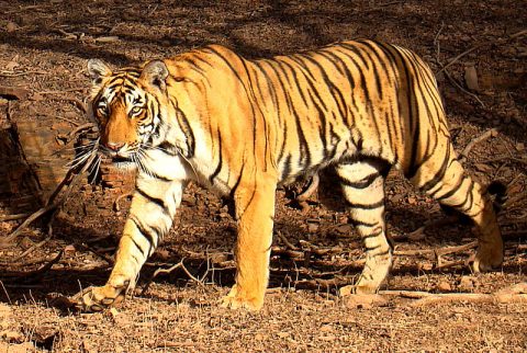 Bengal Tiger, Chitwan National Park 3 Days