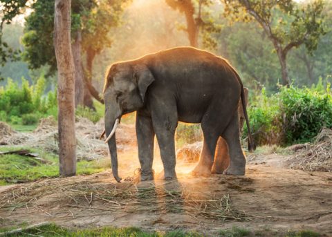 Elephant At Chitwan National Park in Nepal, Chitwan National Park 3 Days