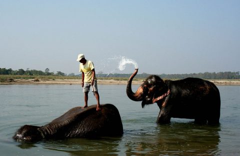 Elephant Bathing, Chitwan National Park 3 Days