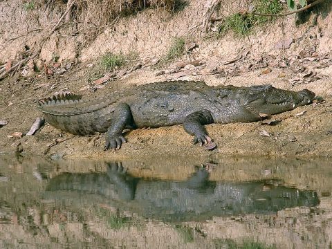Marsh Mugger Crocodile, Chitwan National Park 3 Days