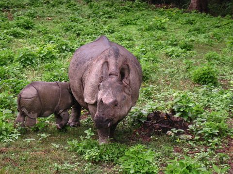 One Horn Rhino, Chitwan National Park 3 Days