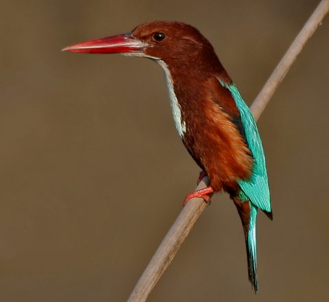 White Throated Kingfisher, Chitwan National Park 3 Days