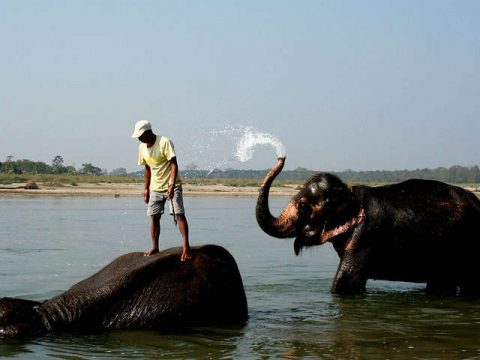 Elephant Bathing, Chitwan National Park 4 Days