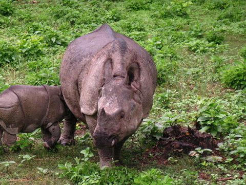 One Horn Rhino, Chitwan National Park 4 Days