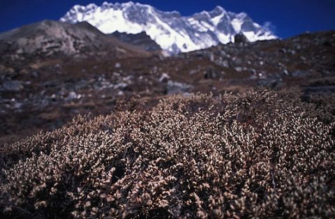 Lhotse From Chukhung Valley - Nepal Himalayas, Chukhung