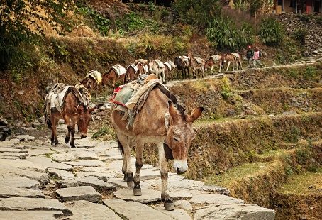 Pack Mules In Annapurna - Central Nepal, Dhampus
