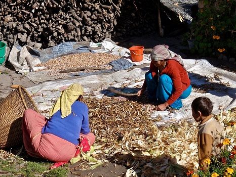 Women Sorting Corn - Dhampus - Nepal, Dhampus