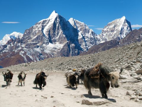 Yaks on the way to Everest Base Camp, Everest Base Camp & Ama Dablam Base Camp Trek - 15 Days