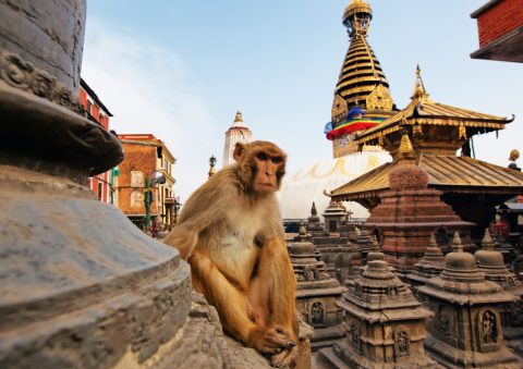 Sitting monkey on swayambhunath stupa in Kathmandu, Nepal, Everest Base Camp & Gokyo Lakes 17 Days