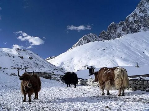 Gokyo Yaks
