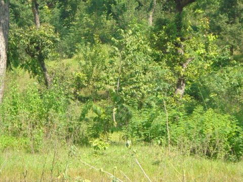 Jungle Around Gajedi Taal, Gajedi Taal
