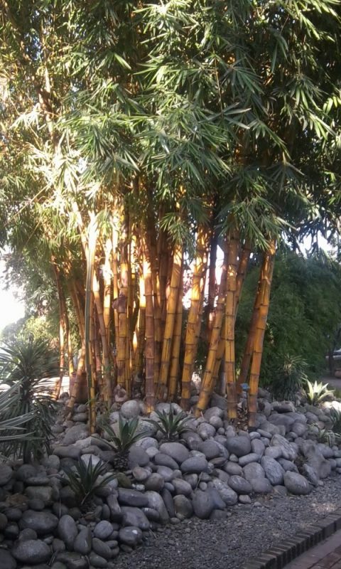 Yellow  Bamboo, Garden of Dreams