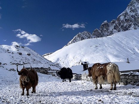 Yaks In Gokyo Beside Dudh Pokhari Lake - Nepal Annapurnas, Gokyo