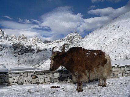 Yak At Gokyo Lake - Nepal, Gokyo Lakes