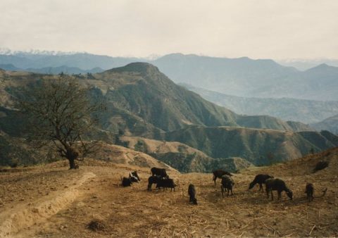 Chipling, Helambu