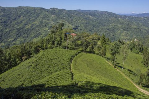 Lush Green Tea Gardens Are What Makes Ilam District Popular., Ilam