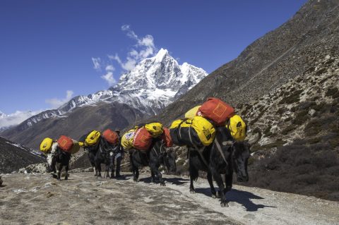 Yaks carrying supplies, Island Peak & Everest 18 Days