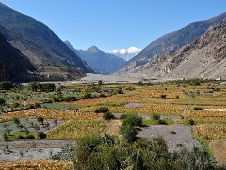 Fields Below Sayang - Nepal Annapurna, Kali Gandaki Gorge