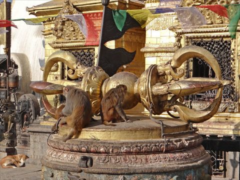 Monkeys at the Swayambhunath Stupa, Kathmandu and Pokhara 5 Day Tour