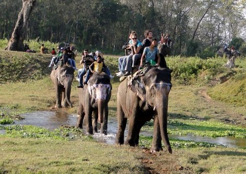 Elephant Back Safari in Chitwan, Kathmandu Tour & Chitwan Safari