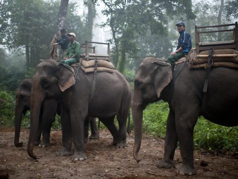 Elephant Safari in Chitwan National Park, Kathmandu Tour & Chitwan Safari