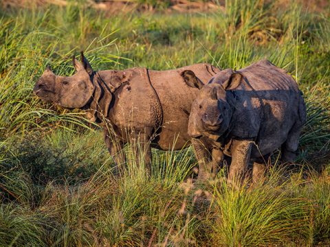 Rhinos in Chitwan National Park, Kathmandu Tour & Chitwan Safari